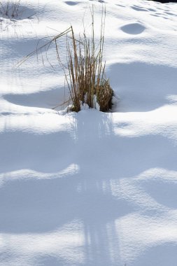 Ormanın arka planında karla kaplı çimenler