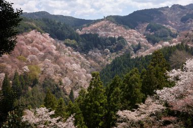 Yoshino Nara Japonya 'da kiraz çiçekleri