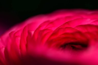 bir çiçeğin makro fotoğrafı