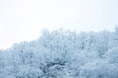 Karla kaplı ağaçlarla kaplı kış manzarası