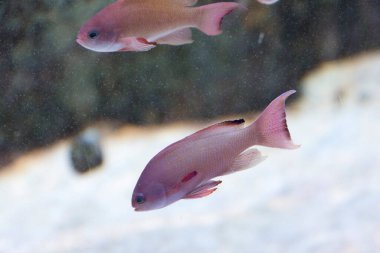 Akvaryumdaki tropikal balıkların güzel sualtı manzarası.            