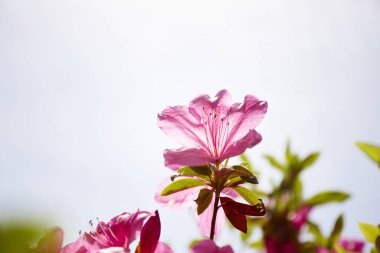 Pembe çiçekler, yakın çekim