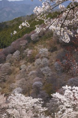 Bahçede çiçek açan güzel ağaçlar. Güzel botanik fotoğrafı, doğal duvar kağıdı.                            
