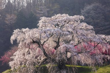 Baharda bahçede çiçek açan güzel ağaçlar. 