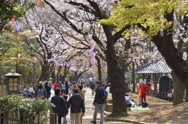Japon parkında kiraz ağaçlarının tadını çıkaran kalabalık. 