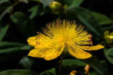 Sarı çiçeğe yaklaş.