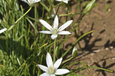 Bahçede beyaz çiçekler