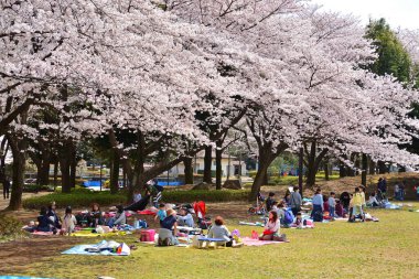 Japon parkında kiraz ağaçlarının tadını çıkaran kalabalık. 