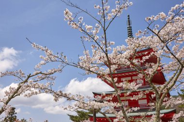 Fuji-san ve Chureito Pagoda Sakura, Yamanashi, Japonya 'da.