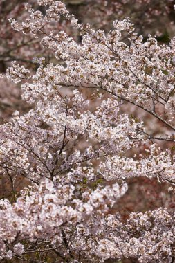Yoshino Nara Japonya 'da kiraz çiçekleri