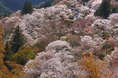Yoshino Nara Japonya 'da kiraz çiçekleri