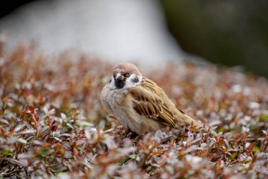 Ormandaki kuşa yaklaş.