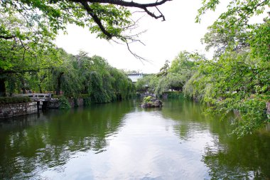 Güneşli bir günde gölü olan yeşil yaz ormanının güzel manzarası 