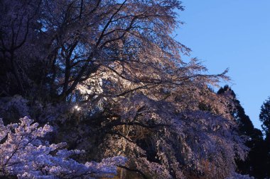 Yoshino Nara Japonya 'da kiraz çiçekleri