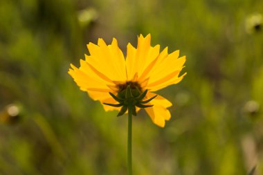 Sarı çiçeğe yaklaş.