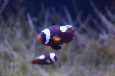 Akvaryumdaki tropikal balıkların güzel sualtı manzarası.            