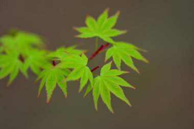 Yeşil yapraklar, doğa arka planında bitki örtüsü