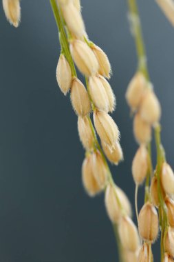 Yakın çekim makro buğday tanecikleri