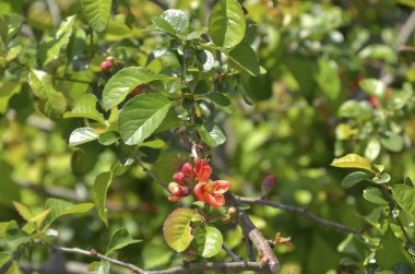 Çiçek açmış kırmızı gül ağacı.