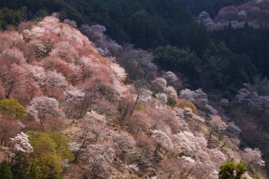 Yoshino Nara Japonya 'da kiraz çiçekleri