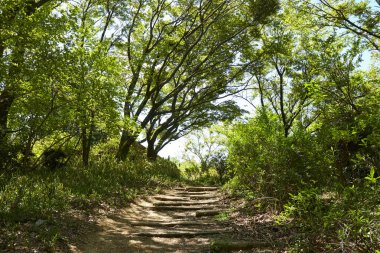 Yaz parkında güneş ışığında yeşil ağaçlar 