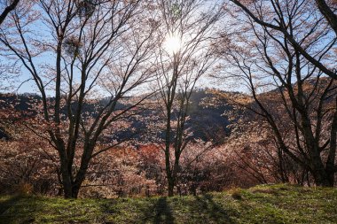 Yoshino Nara Japonya 'da kiraz çiçekleri
