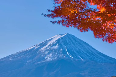 Akçaağaç ağaçlı güzel Fuji Dağı