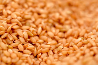 Buğday kulaklarının yakından görünümü