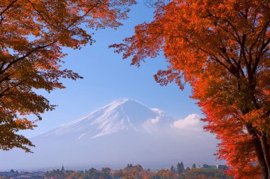 Akçaağaç ağaçlı güzel Fuji Dağı