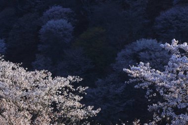 Yoshino Nara Japonya 'da kiraz çiçekleri