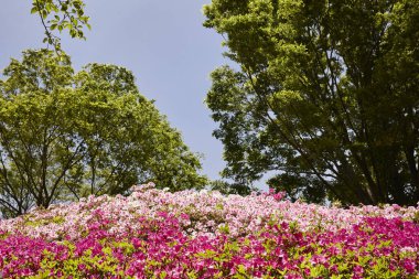 Güzel çiçekleri, doğayı ve bitki örtüsünü kapatın.
