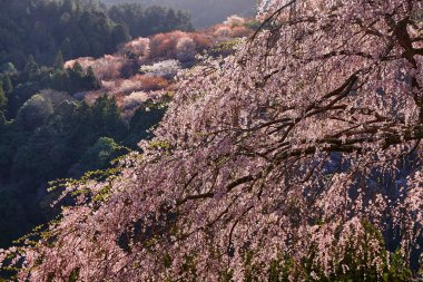 Yoshino Nara Japonya 'da kiraz çiçekleri