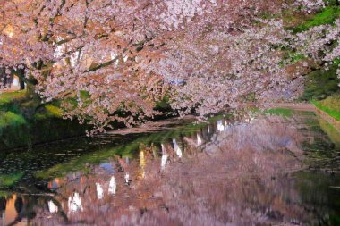 Japonya 'da güzel kiraz ağaçları