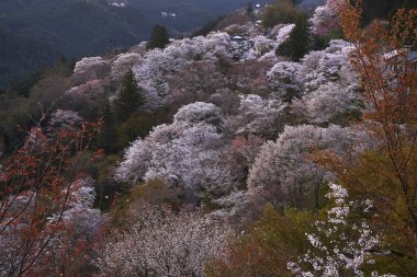 Yoshino Nara Japonya 'da kiraz çiçekleri