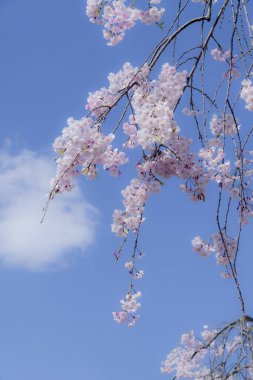 Bahçedeki güzel pembe sakura çiçekleri