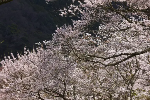 Вишни Цветы Парке Ёсино Япония Ёсино Популярное Место Ханами Время — стоковое фото