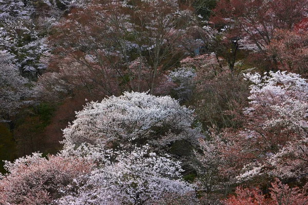 Κερασιές Και Λουλούδια Στο Πάρκο Γιοσίνο Στην Ιαπωνία Γιοσίνο Είναι — Φωτογραφία Αρχείου