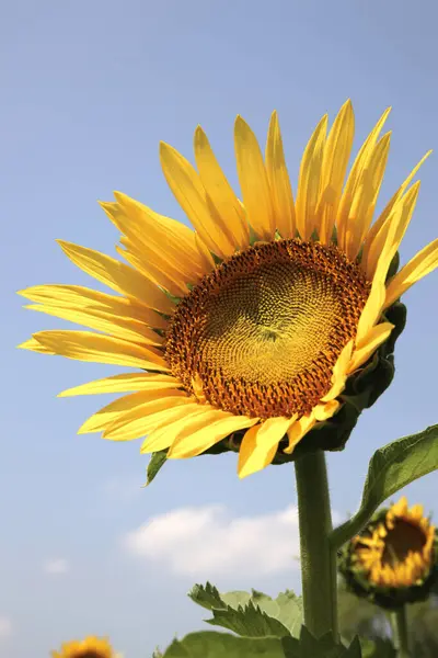Schöne Sonnenblume Auf Dem Feld — Stockfoto