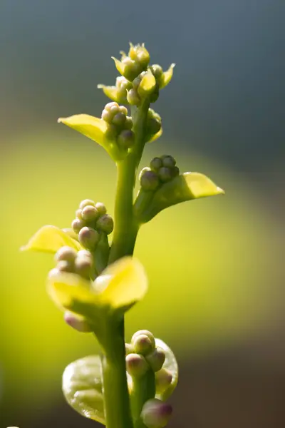 Fim Para Cima Flor Orquídea Amarela — Fotografia de Stock