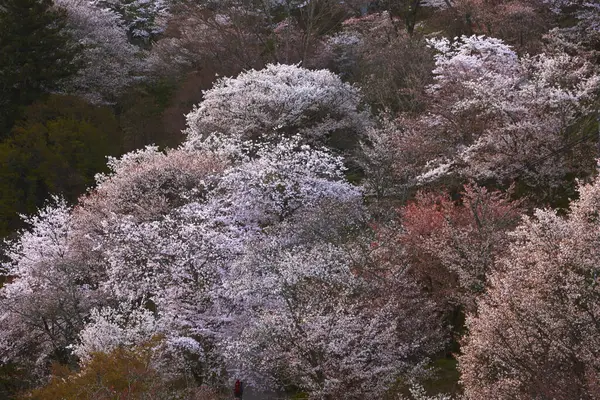 Άνθη Κερασιάς Στο Yoshino Nara Ιαπωνία — Φωτογραφία Αρχείου