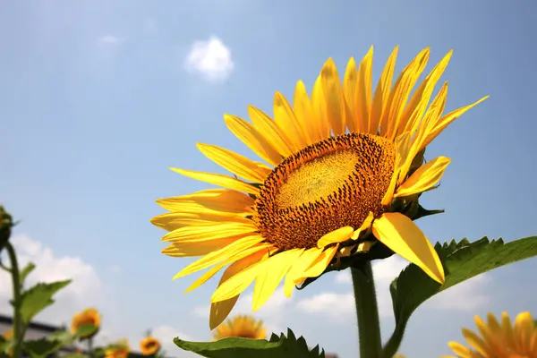 Mooie Gele Zonnebloemen Blauwe Lucht Achtergrond Dichtbij Uitzicht — Stockfoto