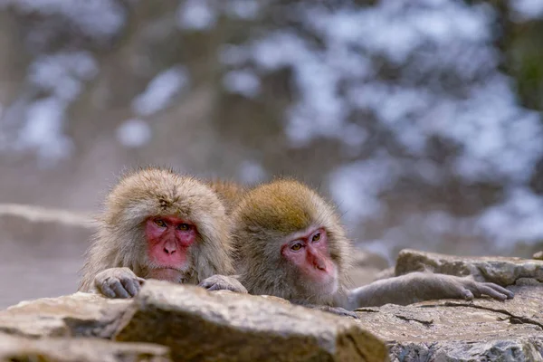 Los Macacos Japoneses Las Aguas Termales Japón — Foto de Stock