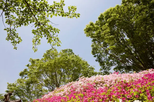 Güzel Çiçekleri Doğayı Bitki Örtüsünü Kapatın — Stok fotoğraf