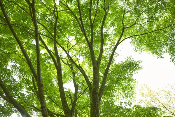 Зеленые Деревья Солнечном Свете Летнем Парке — стоковое фото