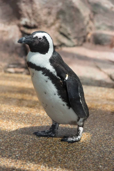 Κοντινή Θέα Των Όμορφων Και Χαριτωμένων Πιγκουίνος Στο Ζωολογικό Κήπο — Φωτογραφία Αρχείου