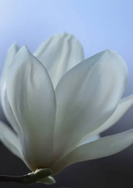 white magnolia flower on black background