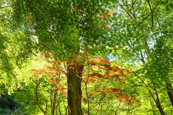 Zöld Fák Napfényben Nyári Parkban — Stock Fotó