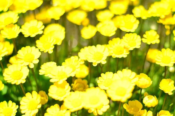 Vår Blommor Solig Dag — Stockfoto