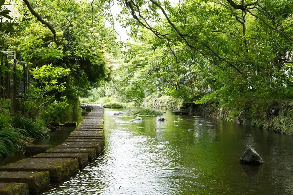 Nehir ve yeşil ağaçlı güzel bir park manzarası. 