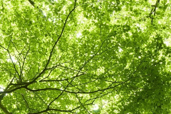 Yaz parkında güneş ışığında yeşil ağaçlar 